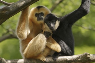 Northern white-cheeked gibbon (Nomascus leucogenys), male and female with young, captive, occurring