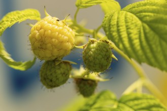 Close-up of yellow and green raspberries (Rubus idaeus) on the bush, ripening in the sun, Ternitz,