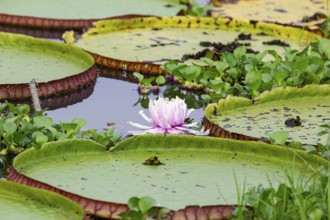 Giant water lily (Victoria amazonica) Pantanal Brazil