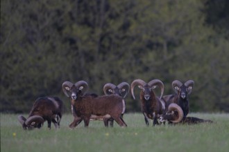 European mouflon (Ovis gmelini musimon, Syn.: Ovis orientalis musimon, Ovis aries musimon),