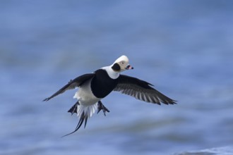 Long-tailed duck (Clangula hyemalis, Anas hyemalis) flying male in non-beeding plumage landing in