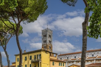 Tower of San Martino Cathedral, historic city centre, Lucca, Tuscany, Italy, Europe