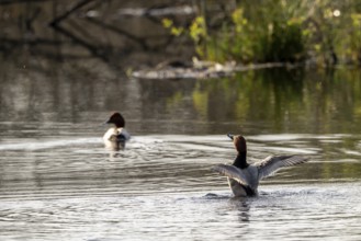 Common Pochard (Aythya ferina), male, Vulkaneifel, Rhineland-Palatinate, Germany, Europe