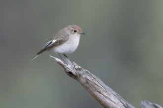 Red-capped Robin (Petroica goodenovii) female perched on a branch, South Australia, Australia,