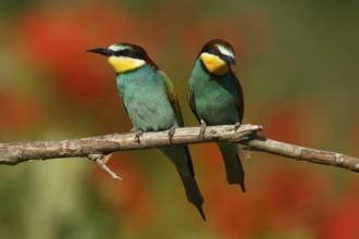 European Bee-eater (Merops apiaster) pair, Piedmont, Italy, Europe