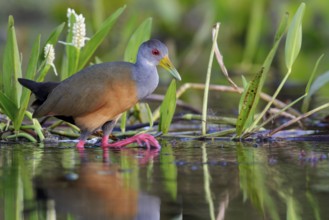 Gray-necked Wood-Rail (Aramides cajanea) feeding near a small pond in the Pantanal region of Brazil
