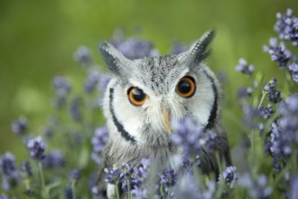 Southern White-faced Owl (Ptilopsis granti) captive, among flowers, Germany, Europe