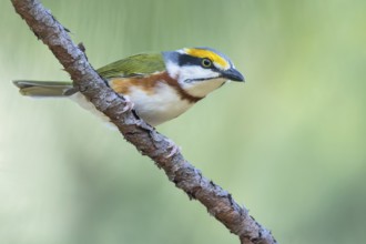 Chestnut-sided Shrike-Vireo (Vireolanius melitophrys) perched on a branch in Oaxaca, Mexico,