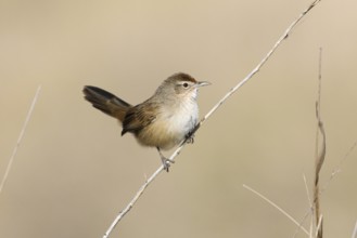 Spinifexbird (Megalurus carteri) perched on a twig, Northern Territory, Australia, Oceania