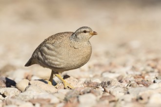 Sand Partridge (Ammoperdix heyi) female, Eilat, Israel, Asia