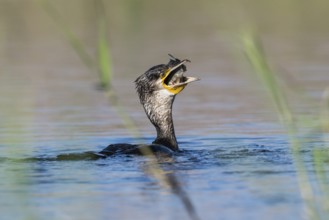Great Cormorant (Phalacrocorax carbo) eating fish, Eilat, Israel, Asia