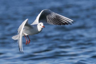 Black-headed Gull (Chroicocephalus ridibundus) flying, Eilat, Israel, Asia