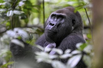 Western lowland gorilla (Gorilla gorilla gorilla), male, silverback, Baï-Hokou, Dzanga-Ndoki