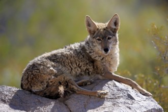 Coyote (Canis latrans), North American prairie wolf, plains wolf, adult, sitting, on rocks, Sonoran