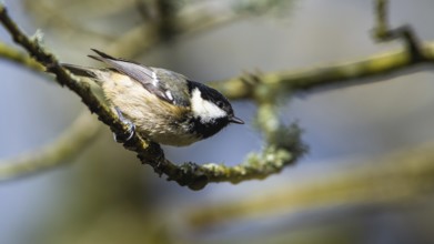 Coal Tit, Periparus ater, bird in forest at winter sun