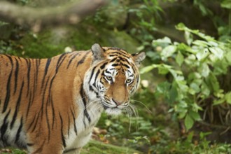 Close-up of a Siberian tiger (Panthera tigris altaica) in late summer, captive