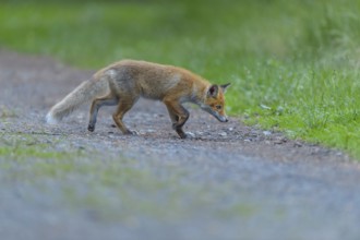 Red fox (Vulpes vulpes), a fox running along a forest path surrounded by green nature, summer,