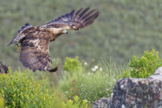 Golden eagle (Aquila chrysaetos) approaching, early morning light, Extremadura, Spain, Europe