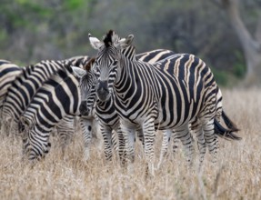 Plains zebras (Equus quagga), mother with young, in high grass, Kruger National Park, South Africa,
