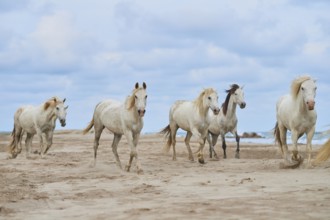 Five white Camargue horses gallop freely across a sandy beach under a cloudy sky, Camargue, France,
