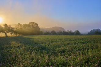 Sunrise over a misty clover field with fruit trees bathed in golden light, Großheubach, Miltenberg,