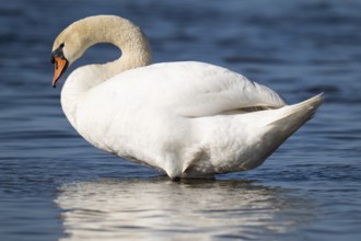 Mute swan (Cygnus olor), Bagges Dæmning, Ringkøbing Fjord, Denmark, Europe