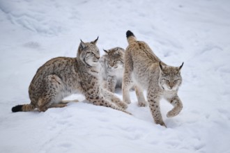 Eurasian lynx (Lynx lynx) playing in the snow in winter, Bavaria, Germany, Europe
