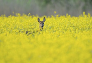 Roe deer (Capreolus capreolus), doe standing in a yellow rapeseed field, rapeseed (Brassica napus),