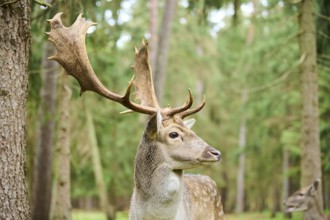 European fallow deer (Dama dama) stag in a forest, portrait, Bavaria, Germany, Europe