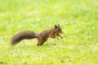 Red squirrel (Sciurus vulgaris) running on a meadow, Bavaria, Gernany