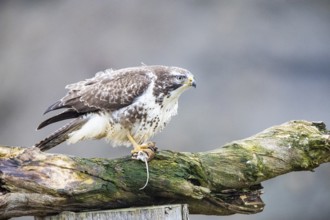 Common buzzard (Buteo buteo) Germany