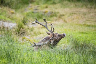 Red deer (Cervus elaphus) Rutting behaviour captive Germany