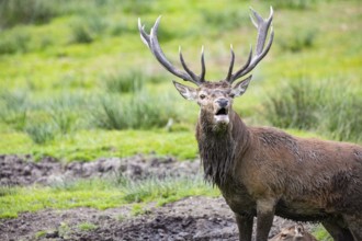 Red deer (Cervus elaphus) Rutting behaviour captive Germany