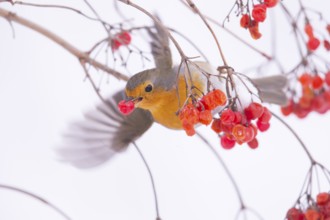 European robin (Erythacus rubecula) with snowball berries Germany