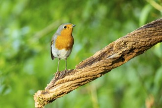 European robin (Erithacus rubecula) Germany#