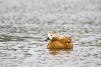 Ruddy shelduck (Tadorna ferruginea) Germany