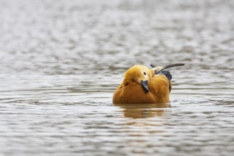 Ruddy shelduck (Tadorna ferruginea) Germany