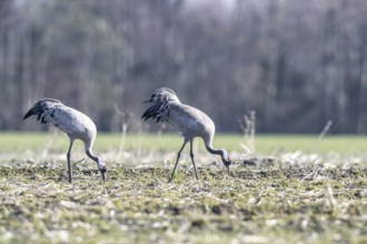 Cranes (Grus grus), Emsland, Lower Saxony, Germany, Europe