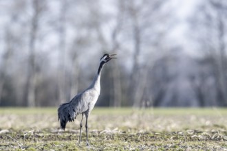 Crane (Grus grus), Emsland, Lower Saxony, Germany, Europe