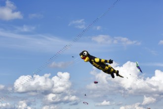 Kite, Salamander flies in the sky, Cirrus, Cumulus, kite festival in Vinsebeck, Steinheim,