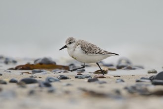 Sanderling (Calidris alba) on the beach, Düne, Helgoland, Schleswig-Holstein, Germany, Europe