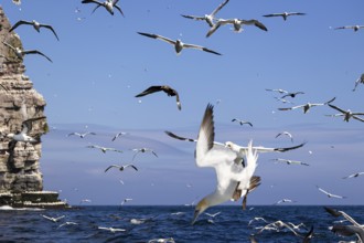 Northern gannet (Morus bassanus) and Great skua (Stercorarius skua) in flight close to the water