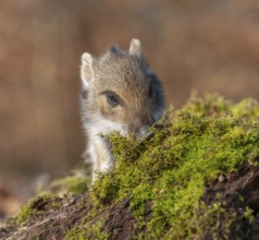 Wild boar, wild boar (Sus scrofa), young boar looking for food at an old tree stump in the forest,