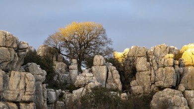 Bizarre limestone rock formations, El Torcal nature reserve, Torcal de Antequera, Malaga province,