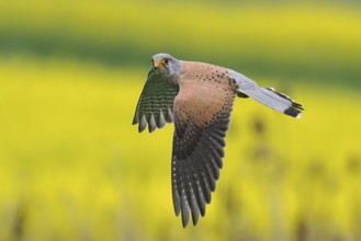A Common Kestrel (Falco tinnunculus) flies over a flowering rape field Hesse, Germany, Europe