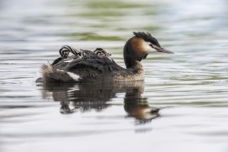 Great Crested Grebe (Podiceps Scalloped ribbonfish) with juveniles, Emsland, Lower Saxony, Germany,