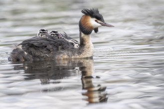 Great Crested Grebe (Podiceps Scalloped ribbonfish) with juveniles, Emsland, Lower Saxony, Germany,