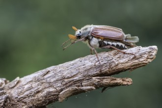 Cockchafer (Melolontha melolontha), Emsland, Lower Saxony, Germany, Europe