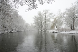 Winter landscape by a river, willows (Salix) and alders (Alnus) on the bank in dense snowfall,