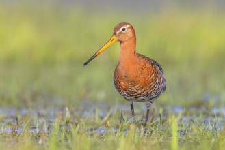 Black-tailed godwit (Limosa limosa) running in wet meadow, snipe birds, wildlife, nature